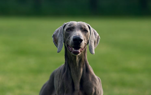 狗狗越来越呆了是怎么回事？ 以下几个表现反映狗狗认知功能出现障碍