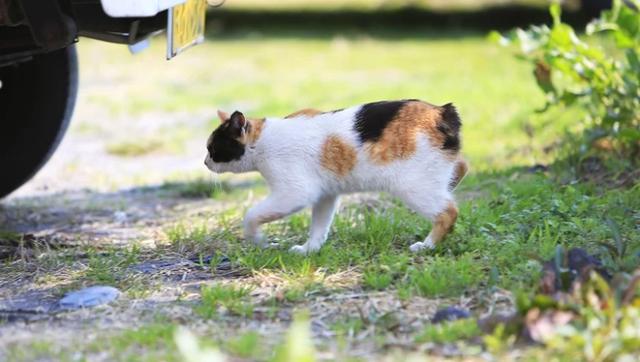 世界十大最聪明的猫品种,你们家主子在里面么?