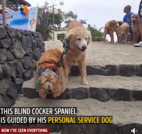 超感人的狗狗之间的友谊 阿金在汪弟失明后贴心当导盲犬