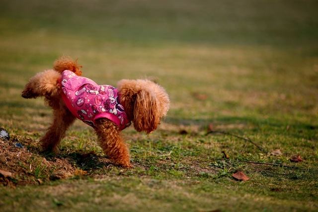 一个月的小狗狗要怎么照顾?这些点要注意了