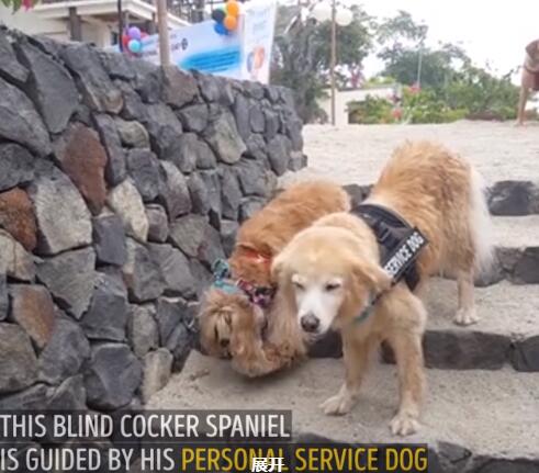 超感人的狗狗之间的友谊 阿金在汪弟失明后贴心当导盲犬