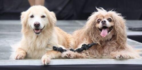 超感人的狗狗之间的友谊 阿金在汪弟失明后贴心当导盲犬