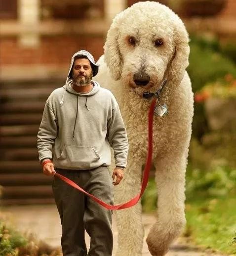 说出来你们可能不信 他的狗狗400斤重,2米多高