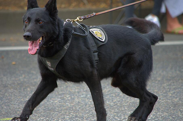 工作犬可不止导盲犬 原来工作犬可以从事这么多行业