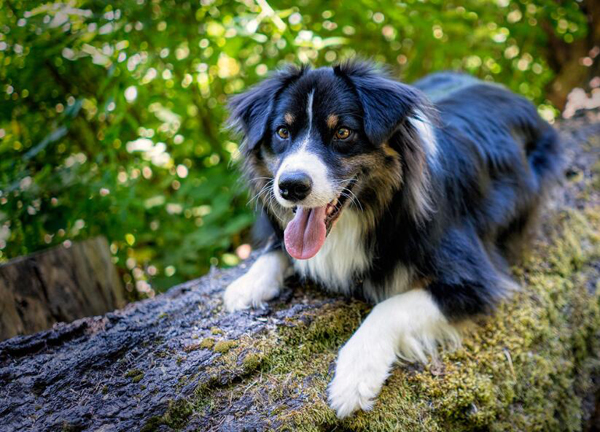 工作犬可不止导盲犬 原来工作犬可以从事这么多行业