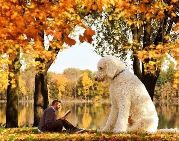 说出来你们可能不信 他的狗狗400斤重,2米多高