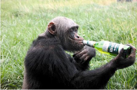 都知道毒品这种东西人是不能碰的 但是你是否知道有些动物也在……