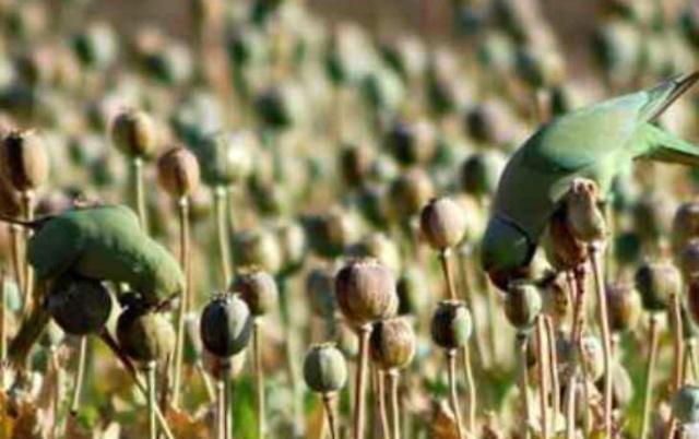 都知道毒品这种东西人是不能碰的 但是你是否知道有些动物也在……