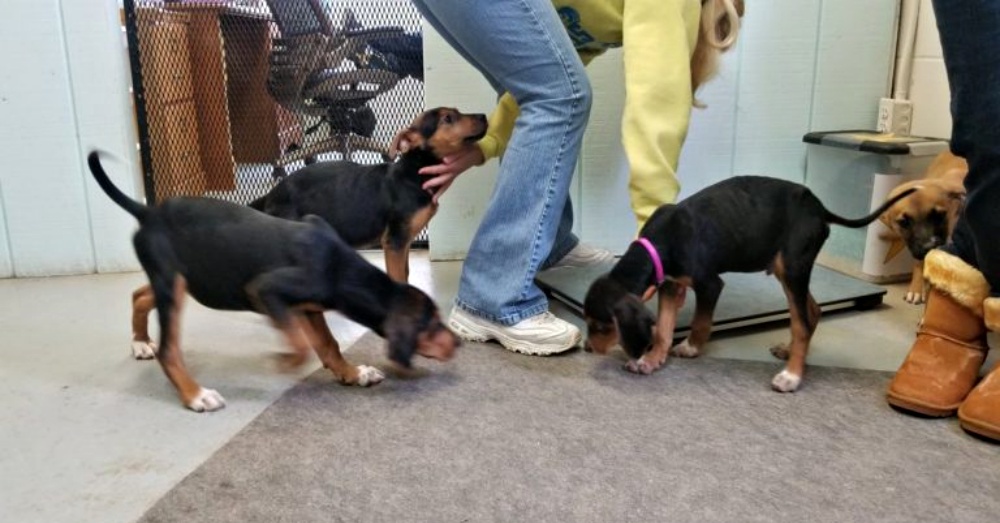 女子在威斯康星州道路上发现移动的东西 近看原来是只被遗弃的小狗