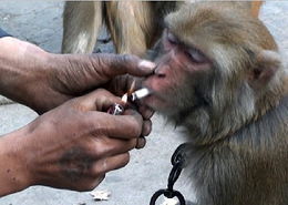 都知道毒品这种东西人是不能碰的 但是你是否知道有些动物也在……