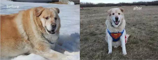 这只超重狗狗一年内减肥90斤 成为街上最靓的狗