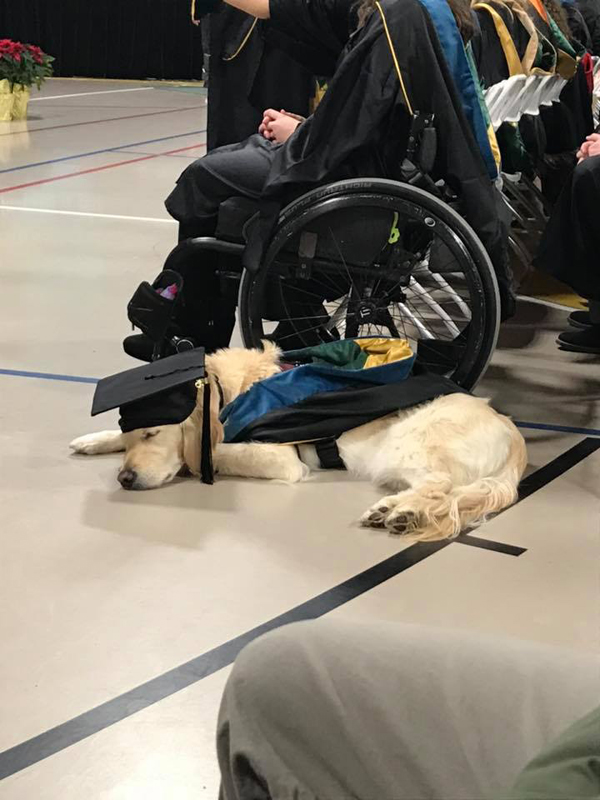 4岁忠心服务犬无私陪伴主人 克拉克森大学为它颁发荣誉证书