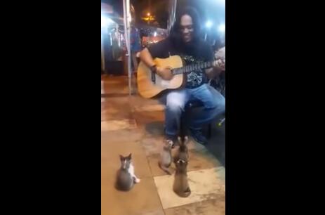 说出来你可能不相信 原来喵星人也听音乐