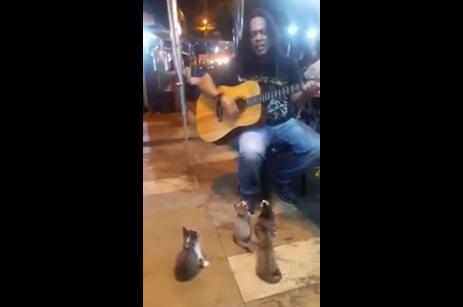 说出来你可能不相信 原来喵星人也听音乐