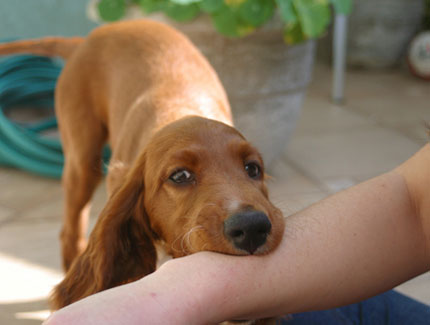 狂犬病到底是什么? 狂犬病的9大事实真相