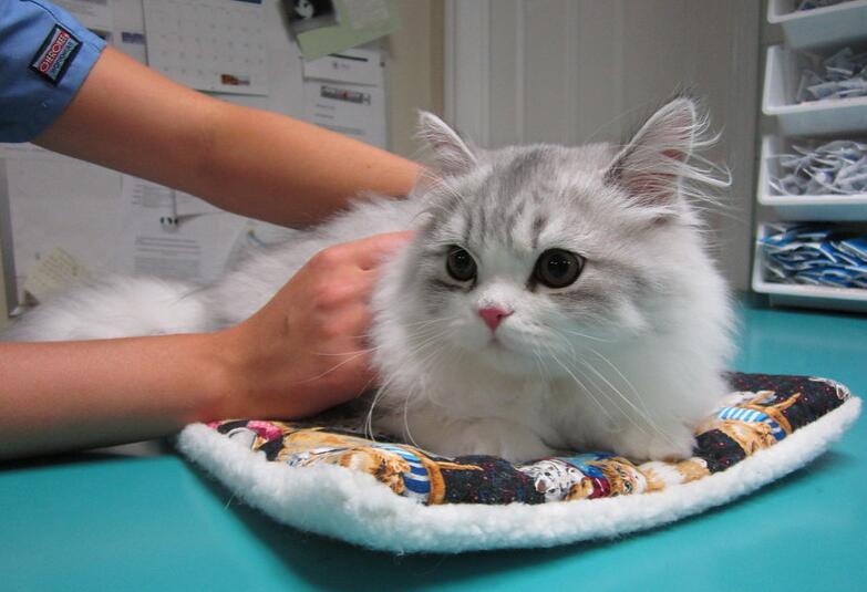 给自家毛孩接种的疫苗你真的了解吗?宠物疫苗你需要了解这些