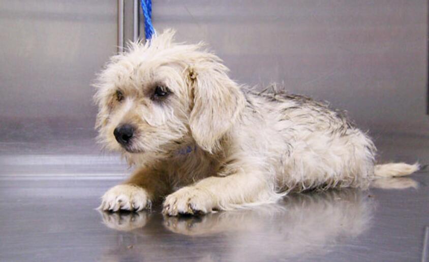 给自家毛孩接种的疫苗你真的了解吗?宠物疫苗你需要了解这些