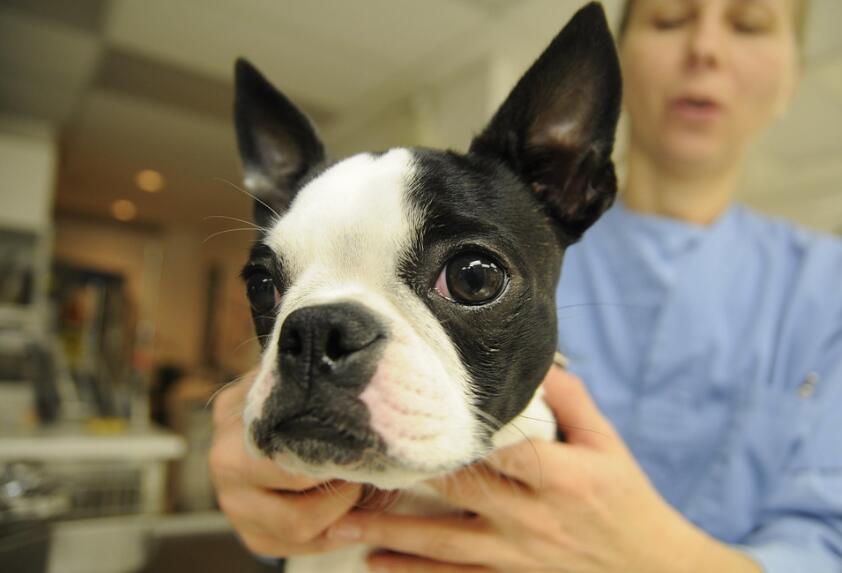 给自家毛孩接种的疫苗你真的了解吗?宠物疫苗你需要了解这些