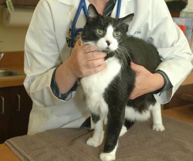 给自家毛孩接种的疫苗你真的了解吗?宠物疫苗你需要了解这些