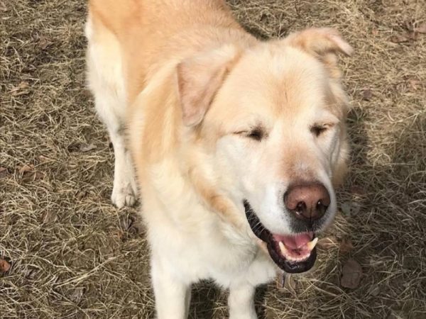 173磅的阿金惨遭安乐死 幸遇新主人帮减重100磅重获狗生