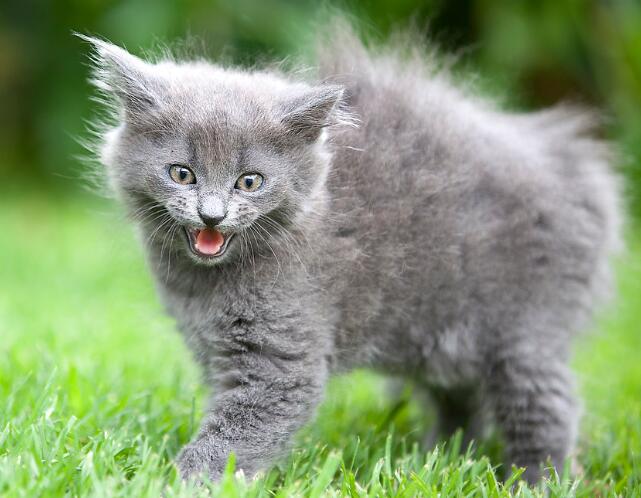 你的爱猫在和你交流呢 猫与人交谈的常见方式有这些