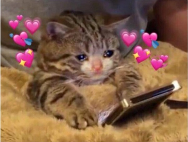 有情猫终成眷属 主人的隔空纸条把"缘分"变成了"缘份"