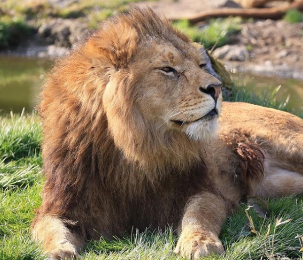这是狮子在怒吼吗? 居然零杀伤力,超萌就想抱紧