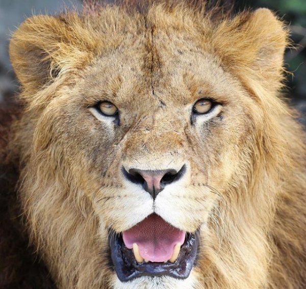 这是狮子在怒吼吗? 居然零杀伤力,超萌就想抱紧