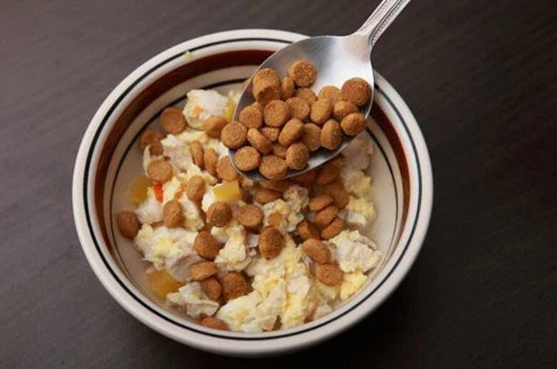 干粮还是湿粮好? 怎样给宠物选择最合适的食物呢?