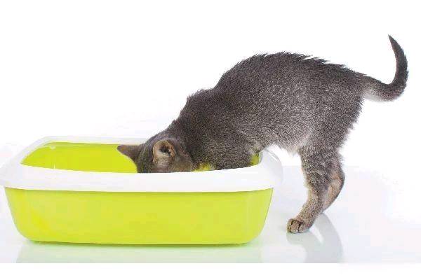 猫砂发展简史：惟有铲屎是永恒的!