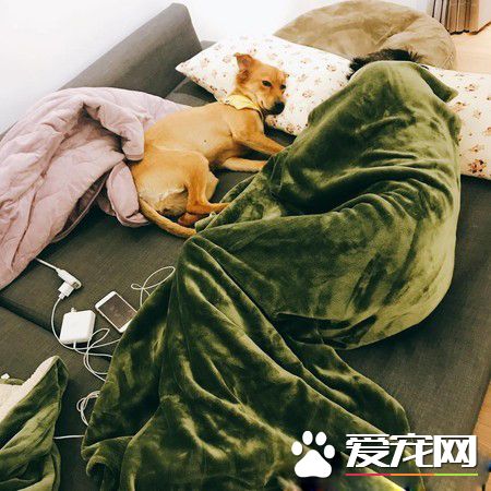 狗不能落地把拔将23公斤毛孩抱起 汪露欠揍爽脸