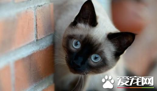 暹罗猫加菲猫哪个聪明 猫咪是否聪明和哪些有关