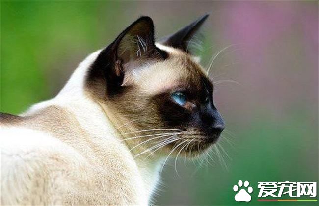暹罗猫都是蓝眼镜吗 暹罗猫眼睛变色怎么回事