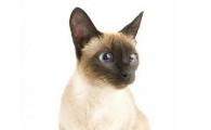 暹罗猫返祖是什么意思 暹罗猫返祖的表现