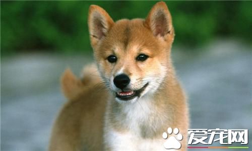 所有的柴犬都会笑吗 柴犬笑是什么意思