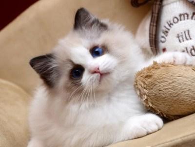 布偶猫幼猫如何饲养 饲养布偶猫幼猫要注意什么