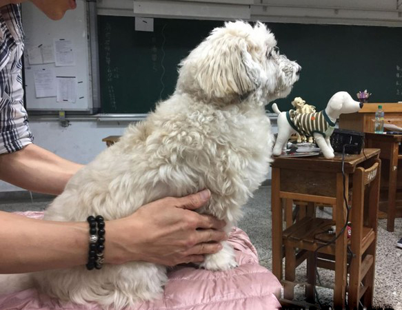 助教汪听课太累趴桌呼呼大睡 马麻笑：当狗真好