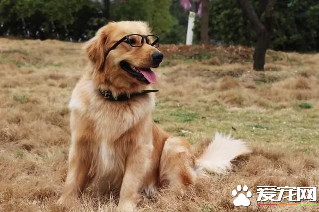 针对懒惰铲屎官的坏毛病,这四款宠物最为适合,哈士奇专治懒癌!