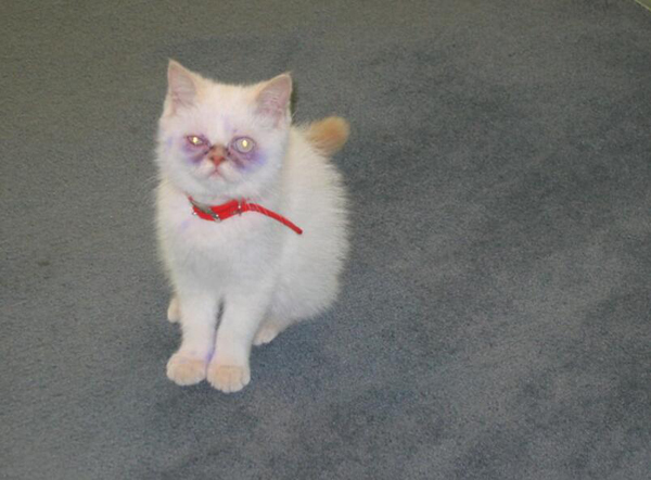 吸不动的丑猫 可不是所有的猫咪都是想吸就能吸的