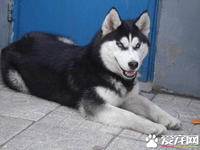 针对懒惰铲屎官的坏毛病,这四款宠物最为适合,哈士奇专治懒癌!