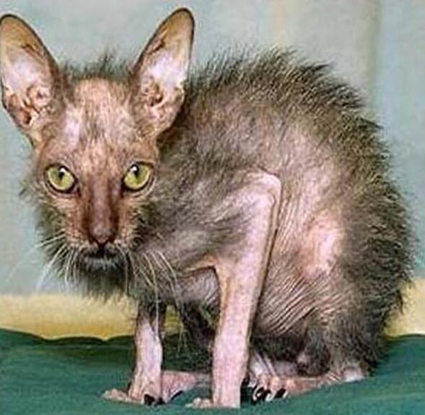 吸不动的丑猫 可不是所有的猫咪都是想吸就能吸的