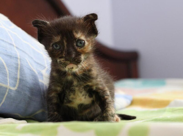 吸不动的丑猫 可不是所有的猫咪都是想吸就能吸的