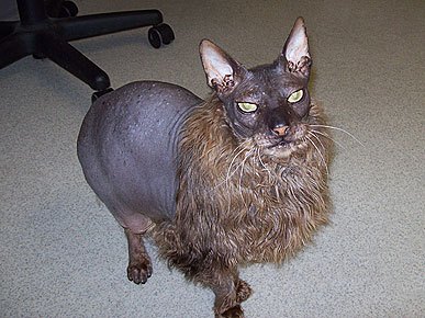 吸不动的丑猫 可不是所有的猫咪都是想吸就能吸的