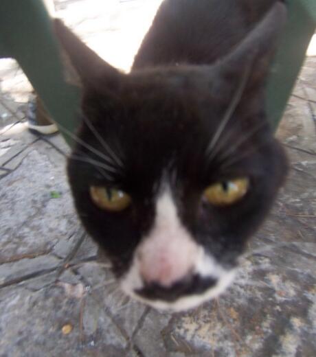 吸不动的丑猫 可不是所有的猫咪都是想吸就能吸的