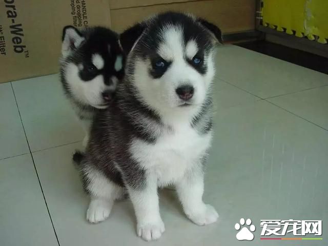 针对懒惰铲屎官的坏毛病,这四款宠物最为适合,哈士奇专治懒癌!