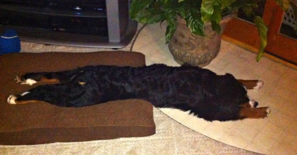 你家狗狗睡觉是什么样子的? 盘点这些可以在任何地方入睡的汪星人