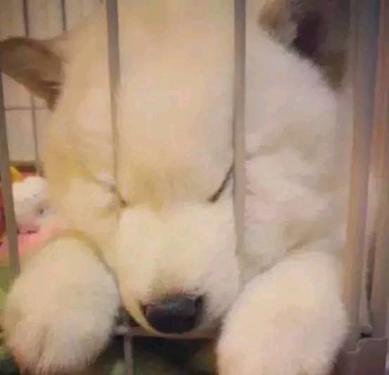 这只喜欢生活在夹缝里的汪星人 治愈了16万的网友