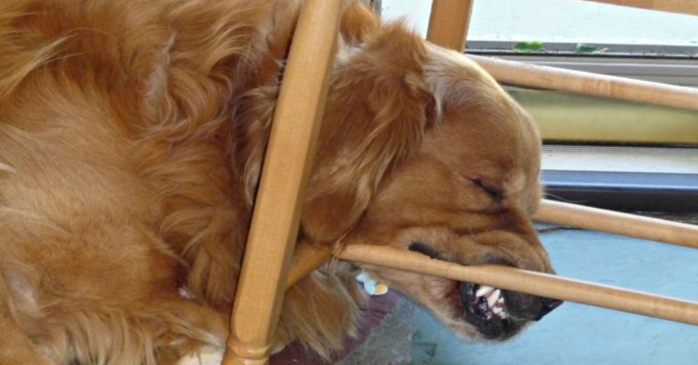 你家狗狗睡觉是什么样子的? 盘点这些可以在任何地方入睡的汪星人