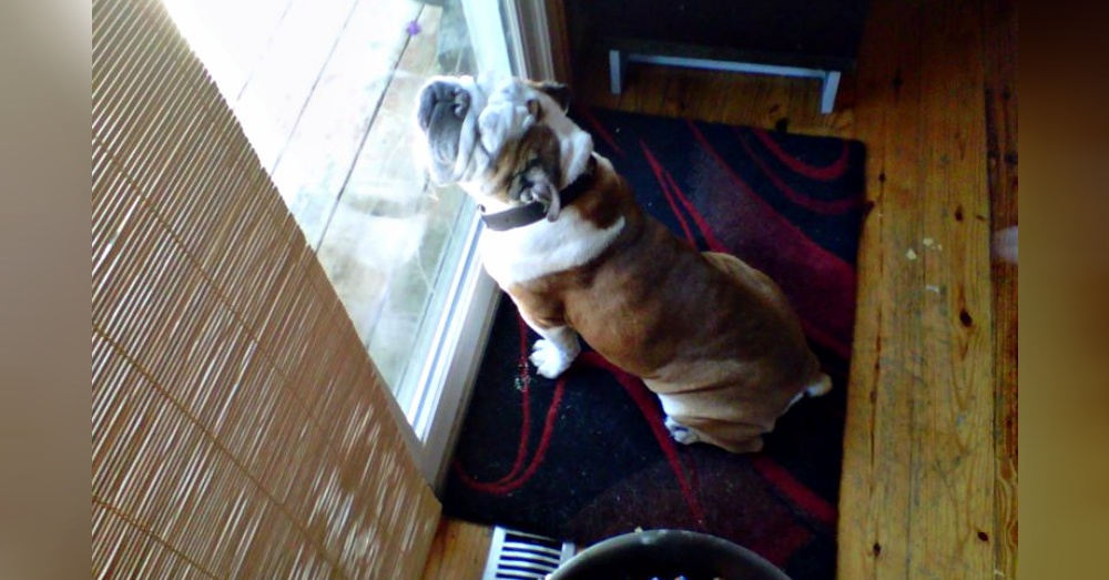 你家狗狗睡觉是什么样子的? 盘点这些可以在任何地方入睡的汪星人