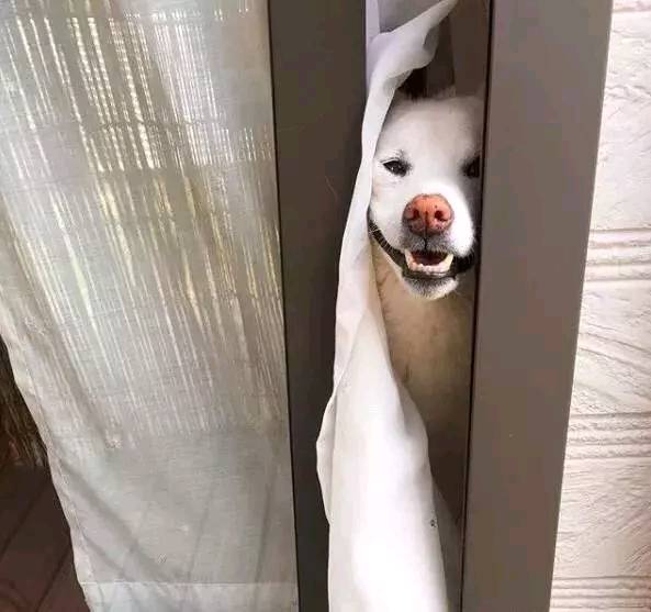 这只喜欢生活在夹缝里的汪星人 治愈了16万的网友